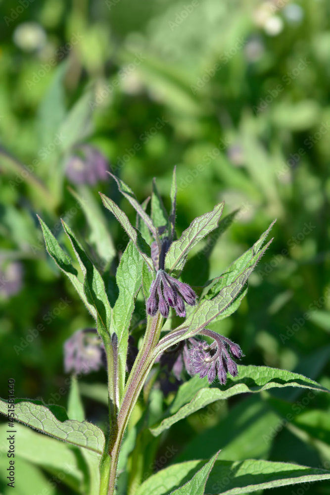 Common comfrey Common comfrey