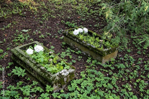 Zwei alte Gräber auf dem historischen Friedhof von Minge, heute Minija , einem Ort im Memeldelta in Litauen photo
