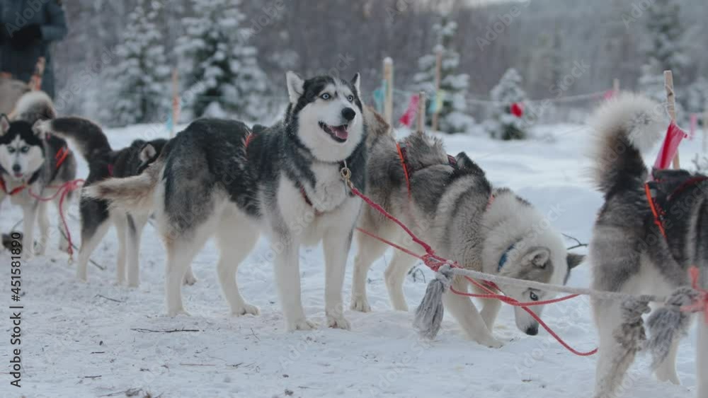 Siberian huskies in harness stand on their flags-fenced trail in the winter forest and rest Siberian huskies in harness stand on their flags-fenced trail in the winter forest and rest