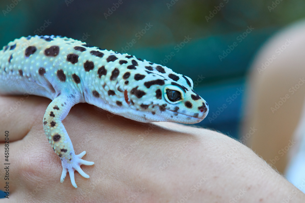 Gecko Gecko