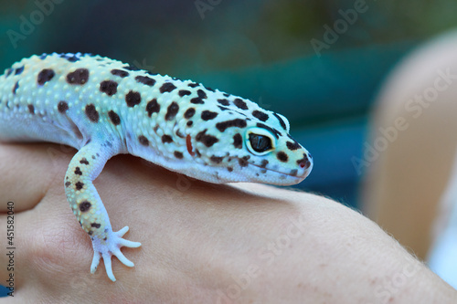 Gecko