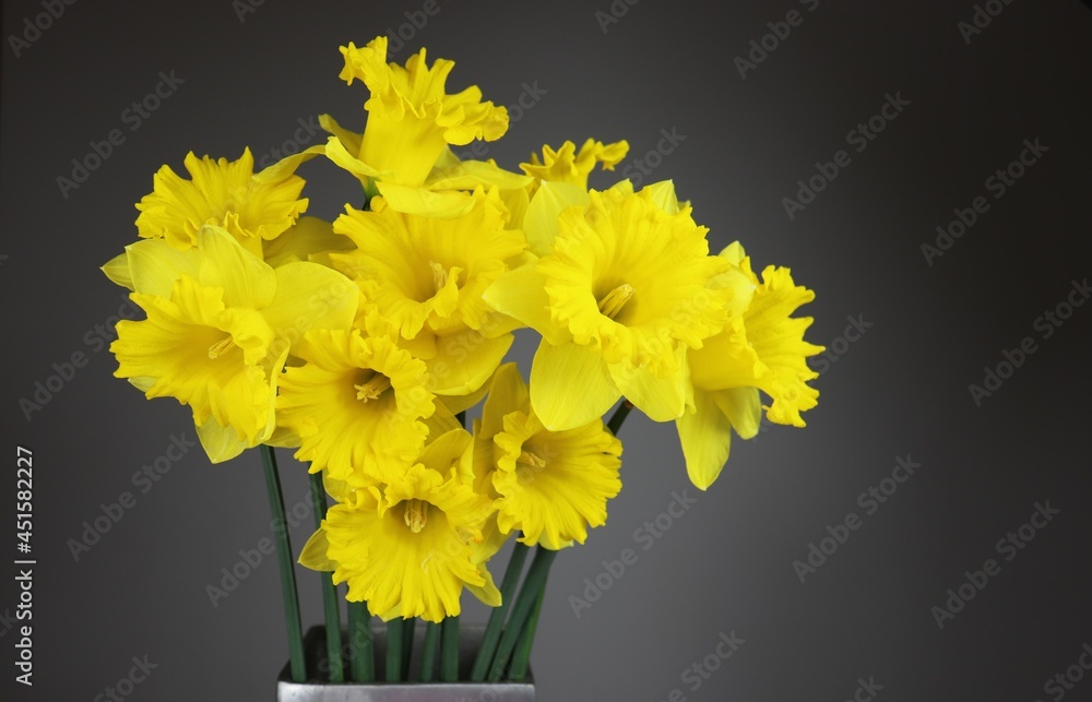 Bunch of yellow daffodils flowers with copy space for your own text