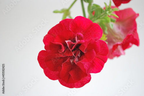 Beautiful red petunia close up