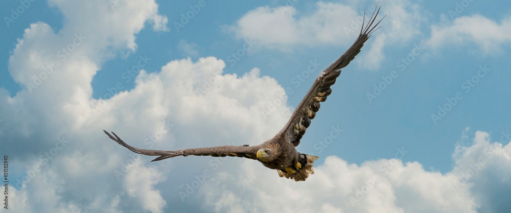 European sea eagle flying in an impressive blue and white sky. Bird of prey in flight. Flying birds of prey during a hunt. Social media, web banner of cover