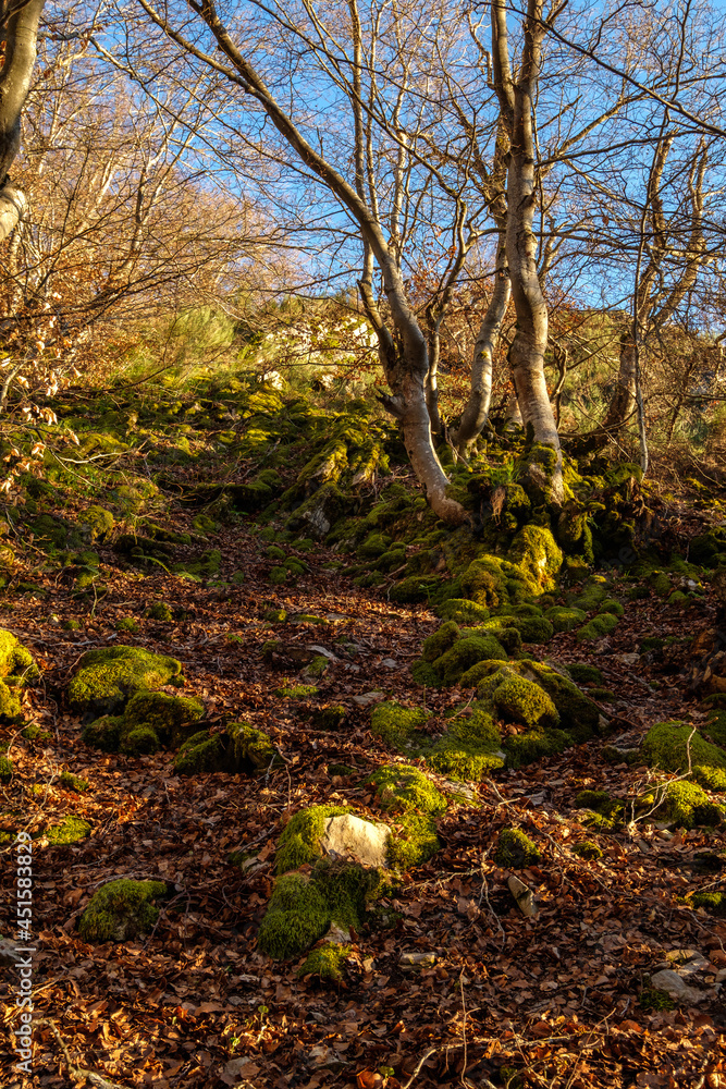 Photograph of the beech forest of Ci�era, Leon (Spain) known as Faedo, declared the best preserved forest in Spain in 2007. You can see the river that crosses the forest and and the wooden walk Photograph of the beech forest of Ci�era, Leon (Spain) known as Faedo, declared the best preserved forest in Spain in 2007. You can see the river that crosses the forest and and the wooden walk