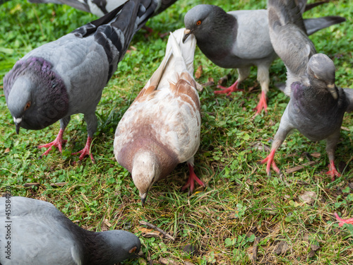Urban pigeons public health problem