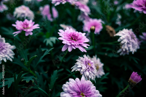 pink flowers in the garden