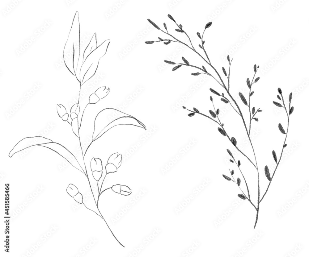 Pencil drawing floral illustration. Isolated on white background. Pencil drawing floral illustration. Isolated on white background.