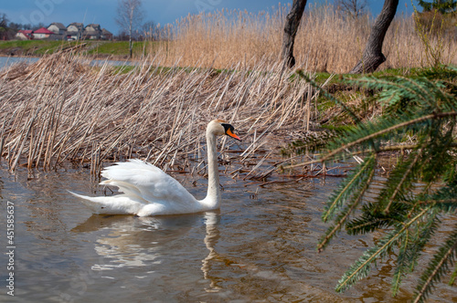 A white majestic swan floats in front of a wave of water. Young swan in the middle of the water. Drops on a wet head.