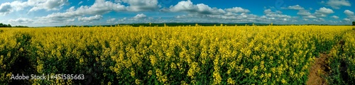 Panorama of yellow rapeseed valley. The mountains and the beautiful spring sky in the background