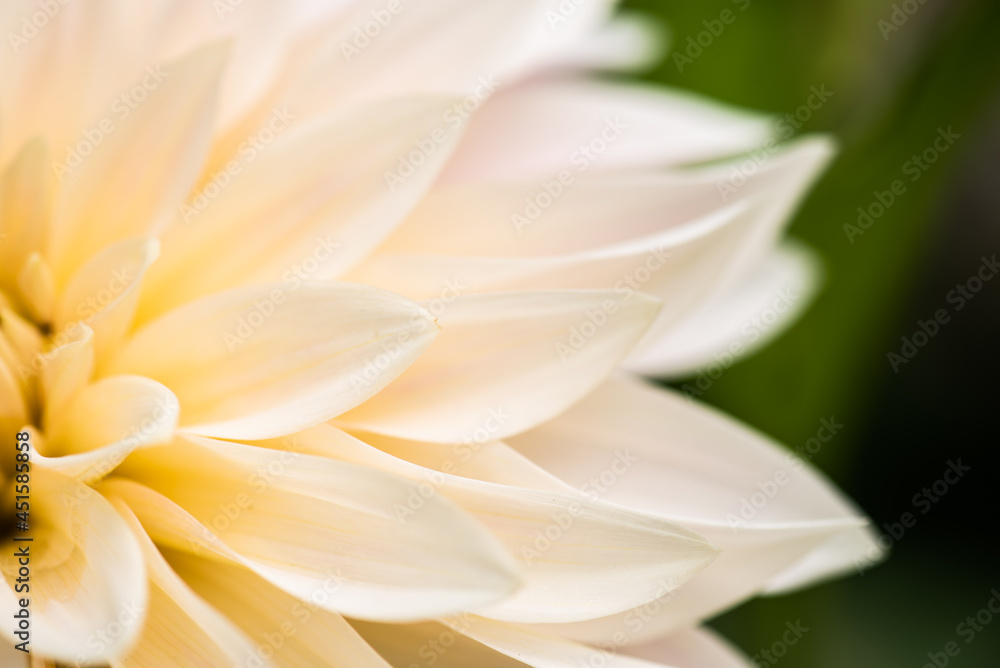 Flower of a white dalia.