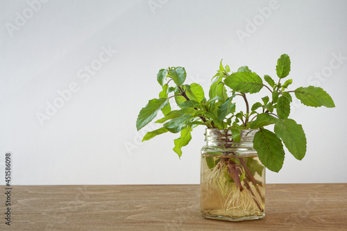 Tulsi plant cutting in water growing roots. Holy basil (Ocimum Tenuiflorum) vegetative propagation.