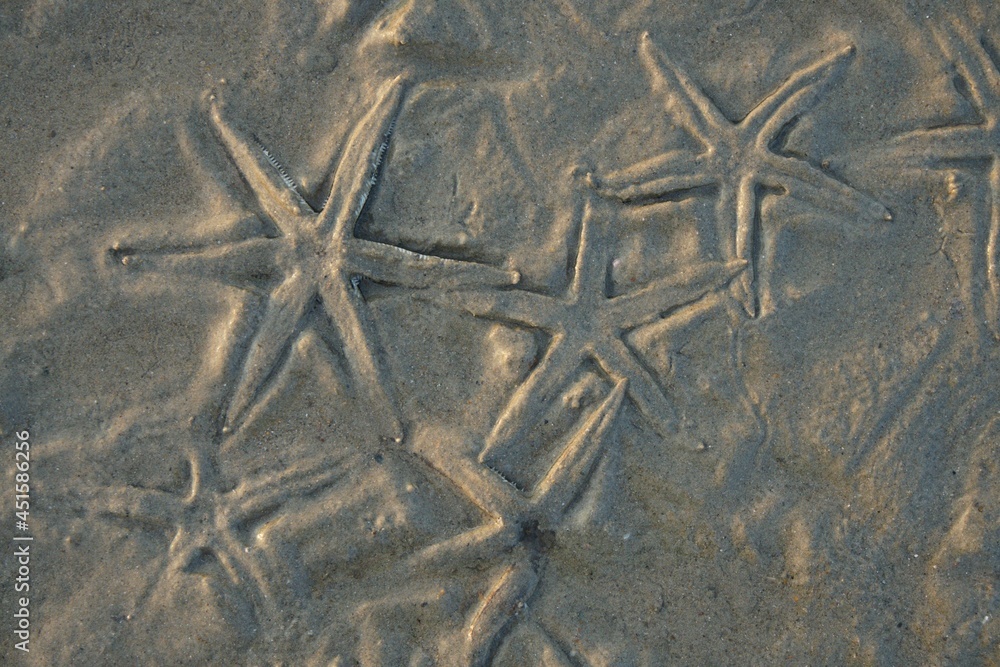 Seesterne am Strand am Meer in Thailand