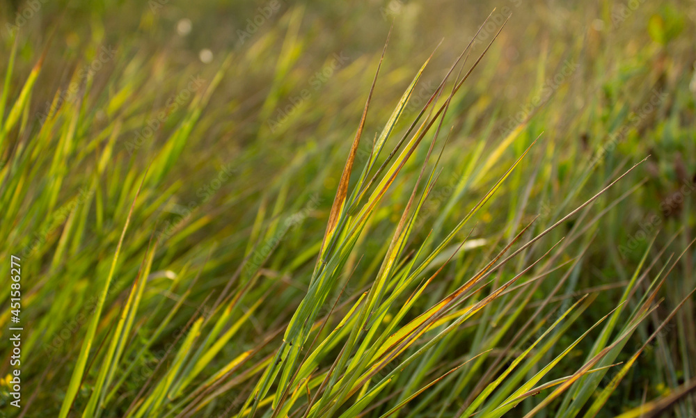 Fototapeta premium Green grass on the wind in the steppe at sunset time. Golden hour in the meadow. Green grass for background