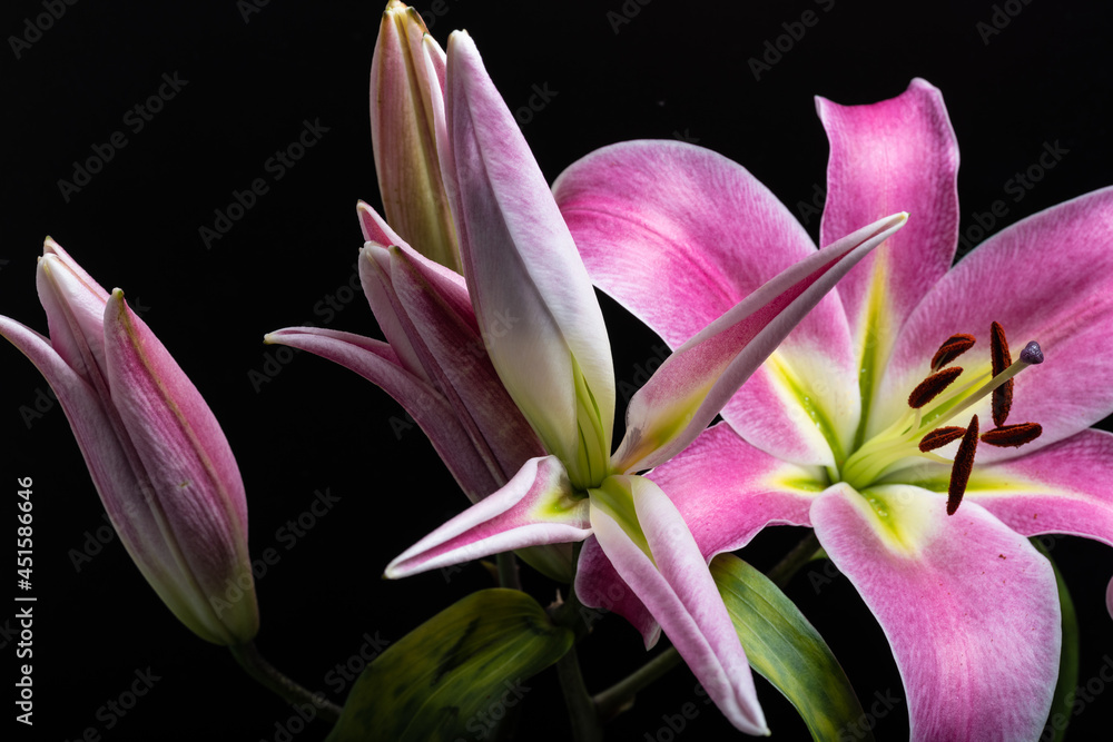 pink lily pink lily