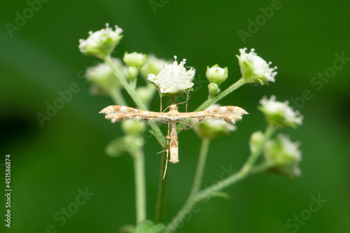 False codling moth, Thaumatotibia leucotreta, Satara, Maharashtra, India photo