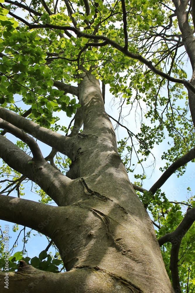 Fototapeta premium tree in the park