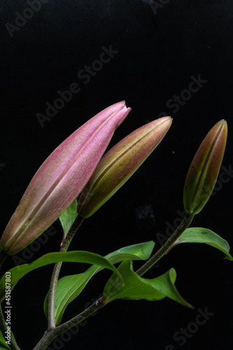 pink lily bud