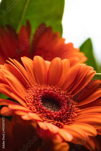 orange gerbera flower