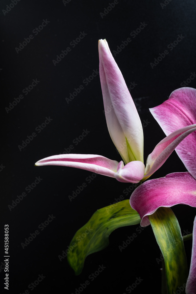 Fototapeta premium pink lily flower