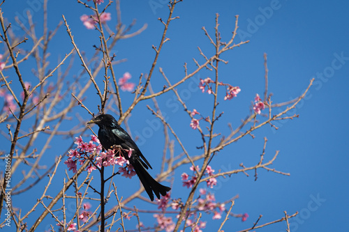 Hair- crested Drongo black bird or Dicrurus hottentottus is an Asian bird of the family Dicruridae on perched foraging nectar from pink cherry blossoms. photo