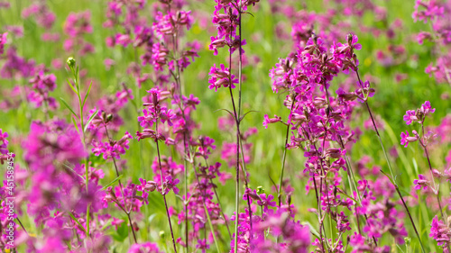 Beautiful delicate purple flowers of Viscaria Vulgaris growing in the meadow in the summer close-up. selective focus  bokeh  blurred background. pink wildflower