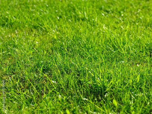 Sunlit grass background
