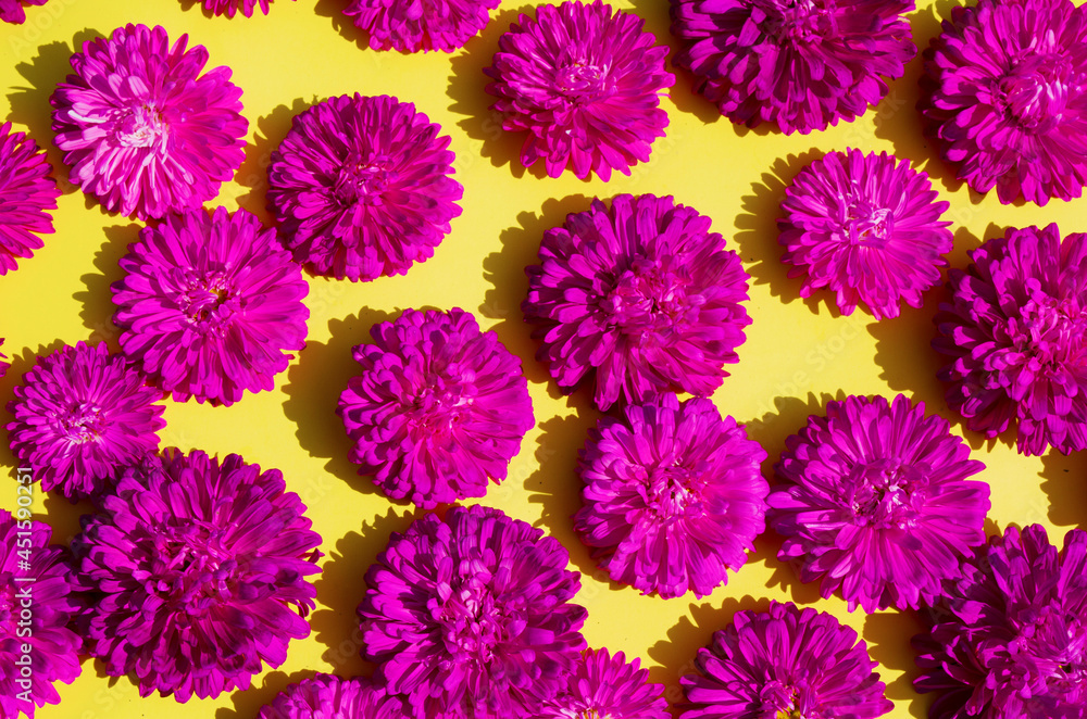 pink flowers on a yellow background top view. bright festive background pink flowers on a yellow background top view. bright festive background