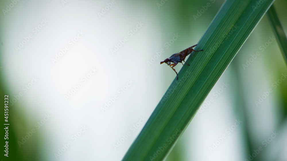 Tephritidae. Tephritis bardanae gall fly. Fly in the family Tephritidae, responsible for galls on burdock, Arctium sp. insect pest, fly on the grass, close-up photo of nature, place for text. Tephritidae. Tephritis bardanae gall fly. Fly in the family Tephritidae, responsible for galls on burdock, Arctium sp. insect pest, fly on the grass, close-up photo of nature, place for text.