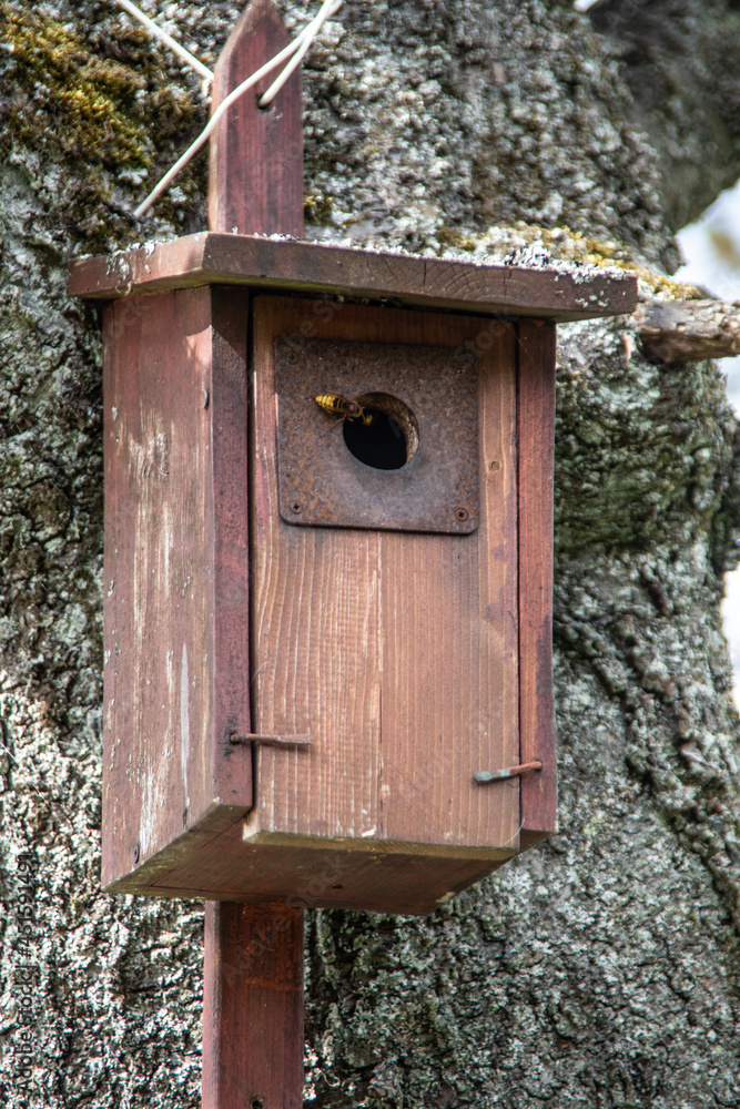 wooden birdhouse hangs