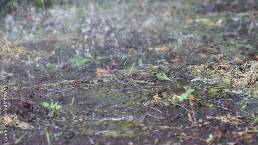 Drops of heavy rain fall into a puddle and on the wet ground Drops of heavy rain fall into a puddle and on the wet ground