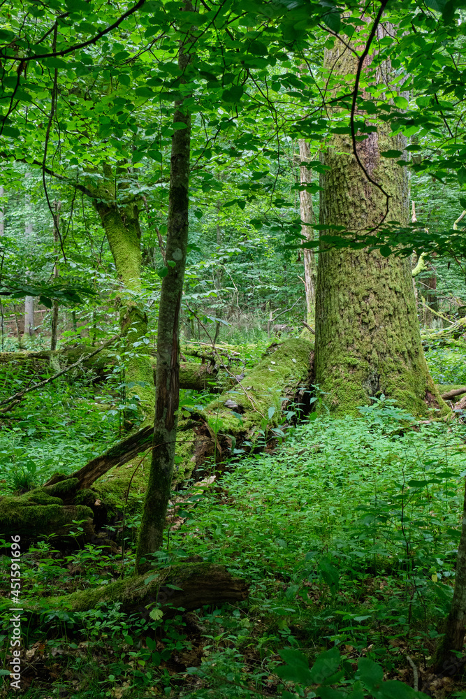 Obraz premium Summertime deciduous forest wit dead trees