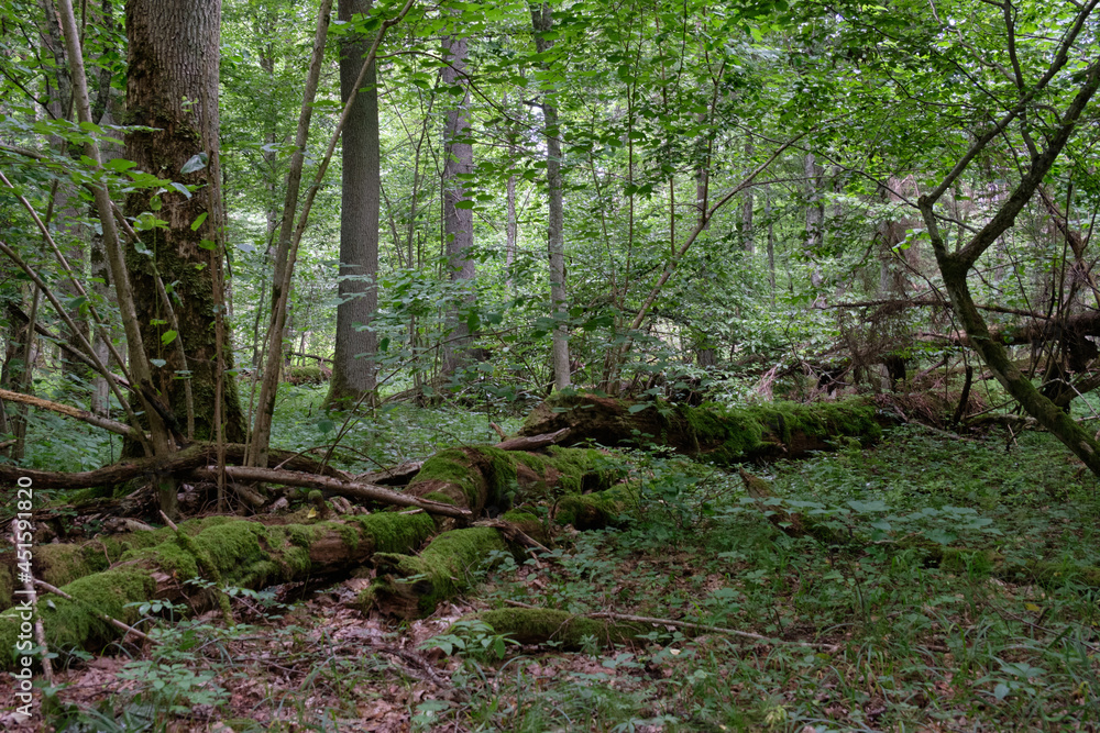 Obraz premium Summertime deciduous forest with dead trees
