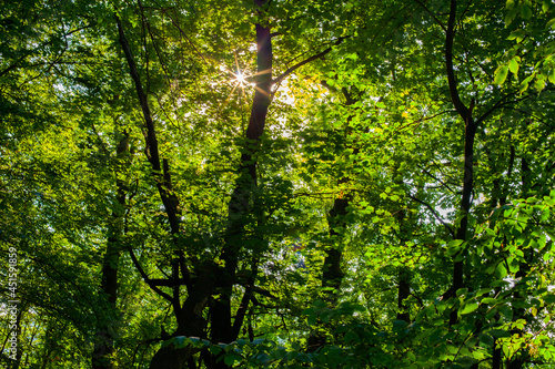 Light through the Foliage