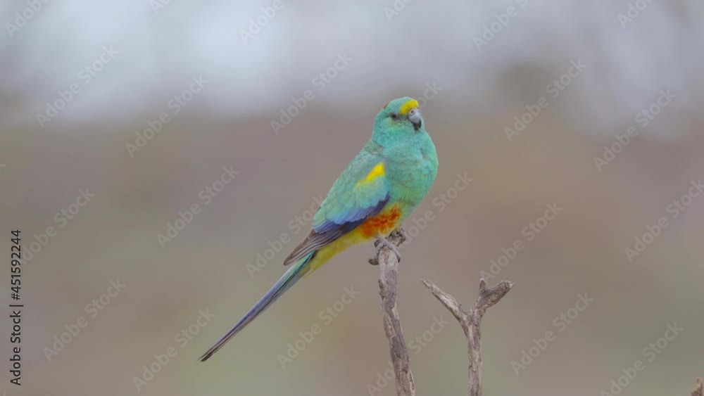 a slow motion clip of a mulga parrot male turning towards the cameraat gluepot reserve in south australia