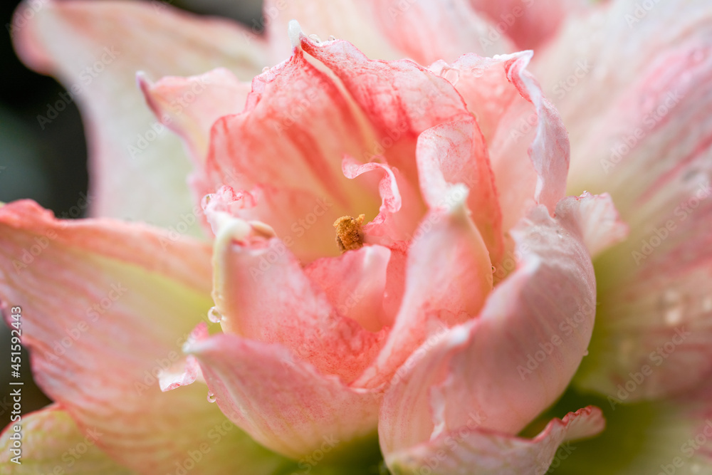 Close-up of a blooming pink Hippeastrum flower