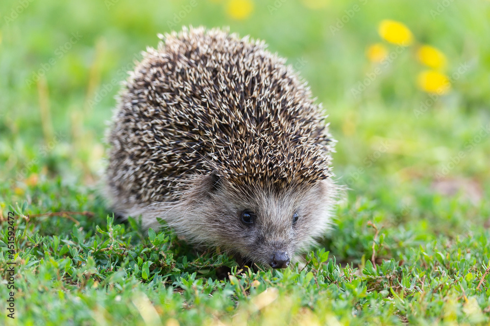 hedgehog on the grass. hedgehog on the grass.
