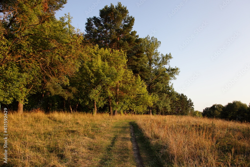 Obraz premium Countryside road near the green pine forest edge on clear blue sky background at summer evening in Golden sunlight , eco tour way in Park, East European natural woodland landscape