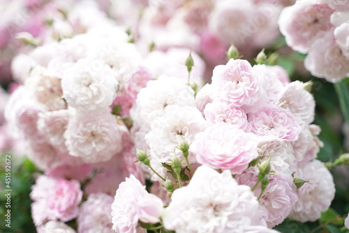 Fototapeta Naklejka Na Ścianę i Meble -  pink flowers