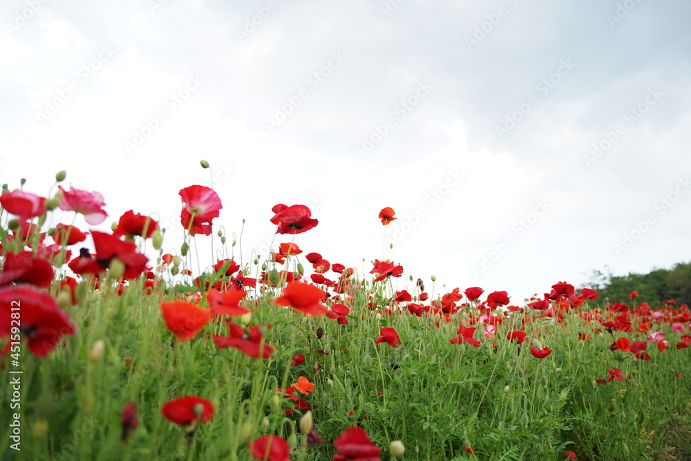 Obraz premium red poppy field