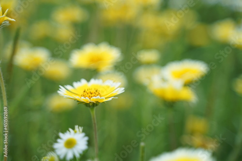 field of dandelions