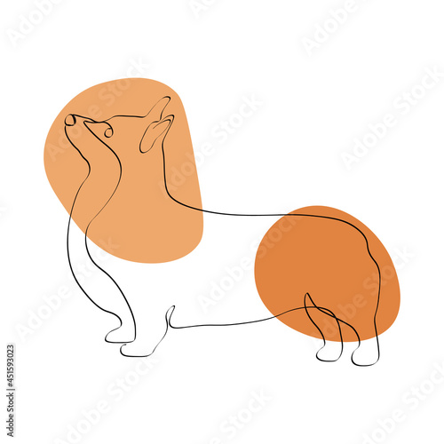 Continuous one line drawing with Welsh Corgi Pembroke. Contemporary vector illustration on white background. Black line art on white background with colorful spots.