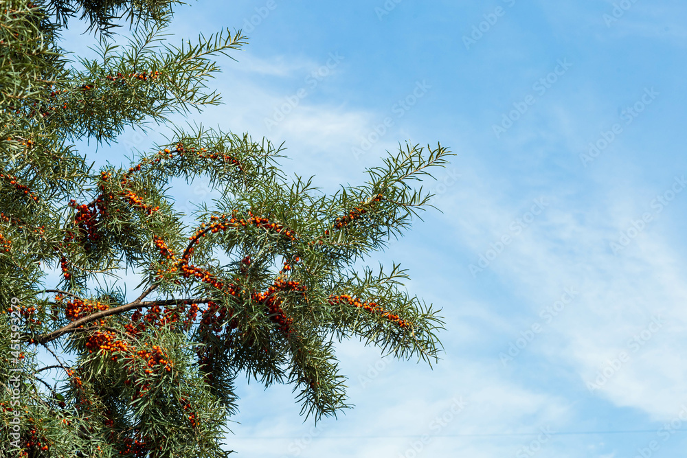 a branch of ripe sea buckthorn against the blue sky on a sunny day a branch of ripe sea buckthorn against the blue sky on a sunny day