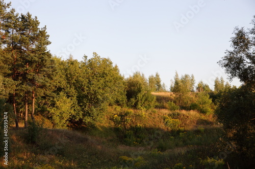 Hilly European forest area on clear blue sky background at sunny summer day with Golden sunlight, an old dried riverbed, beautiful bright countryside woodland landscape
