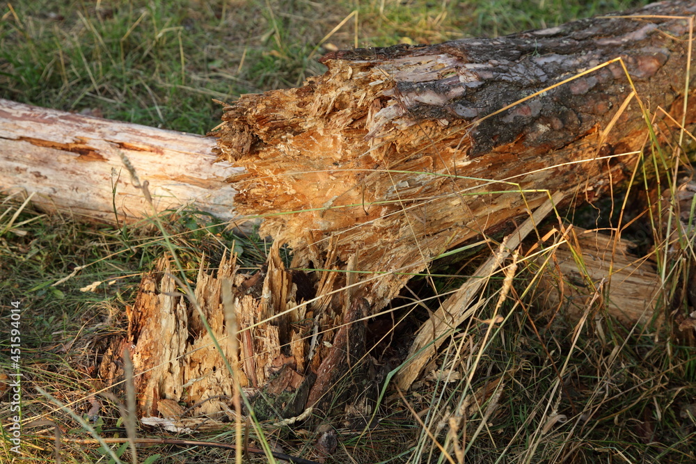 Damaged rotten pine tree trunk close up after a hurricane in European Park at summer day Damaged rotten pine tree trunk close up after a hurricane in European Park at summer day