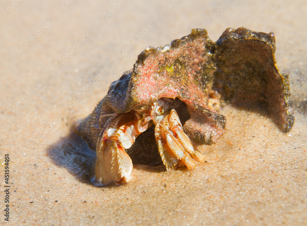 Common marine hermit crab in a shell on the beach