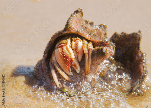 Common marine hermit crab in a shell on the beach