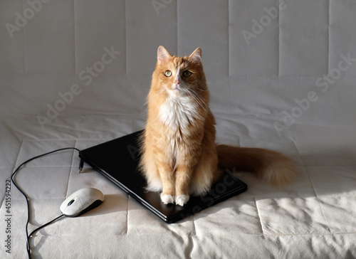 Cat sitting on laptop on white sofa, freelance concept