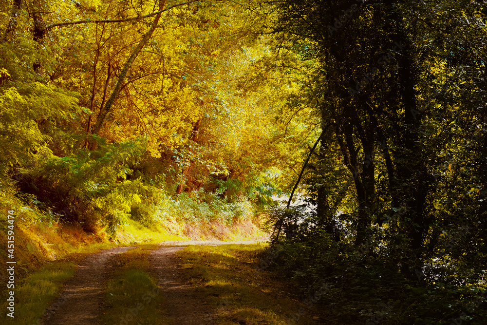 Lonely country road through a forest with autumn colors. Lonely autumnal forest