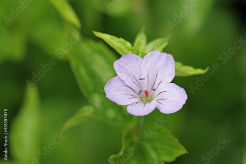 Lilac knotted cranesbill flower close up